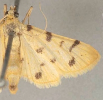 Dichocrocis pandamalis Walker